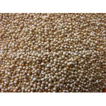 White Broomcorn Millet